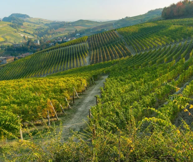 Wijngaarden in de Langhe rond Barolo