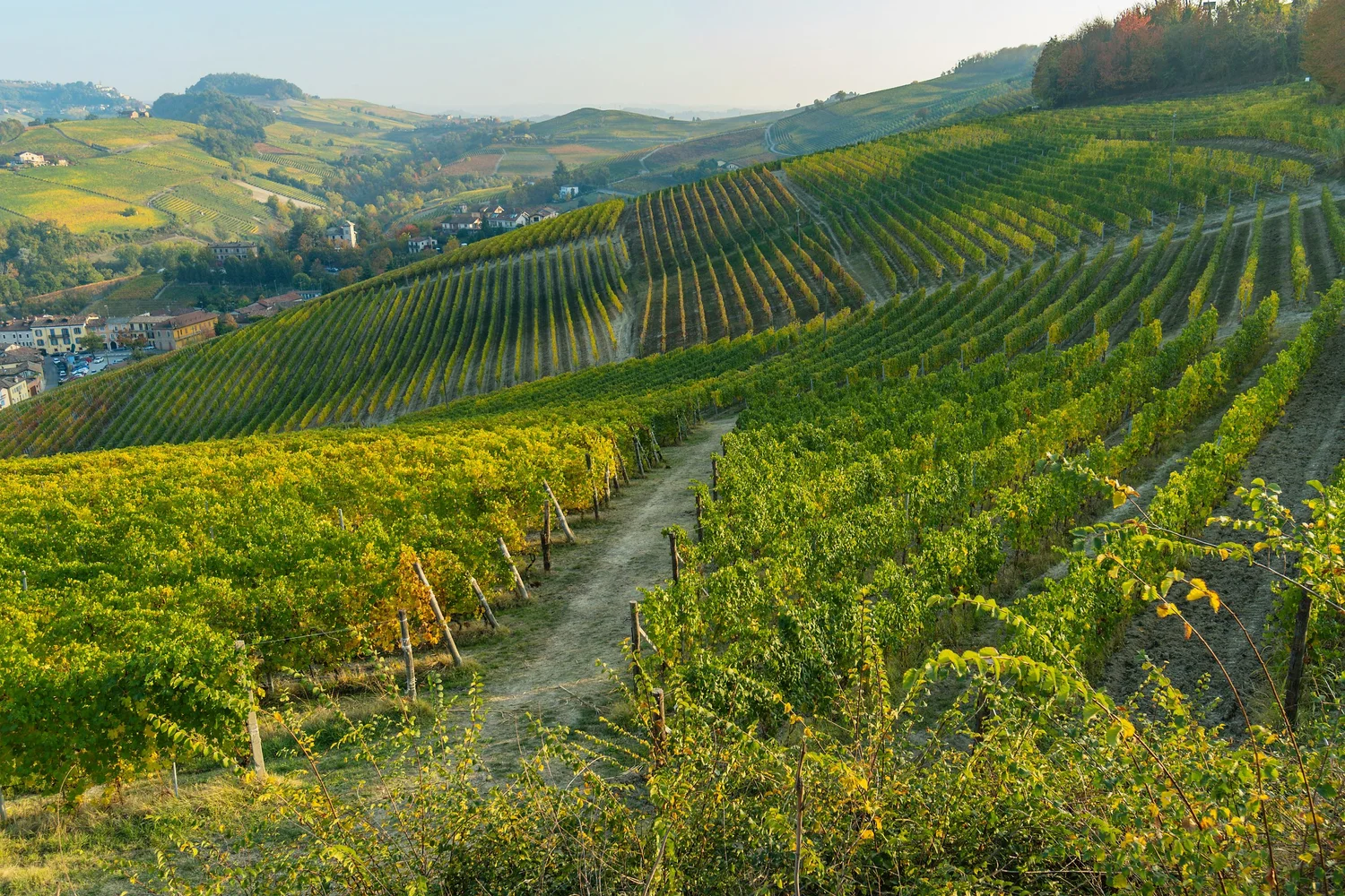 Wijngaarden in de Langhe rond Barolo
