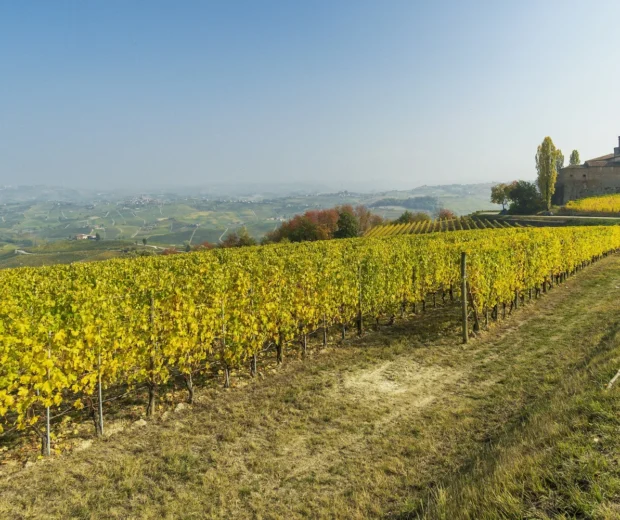 Wijngaarden in Piemonte in het najaar