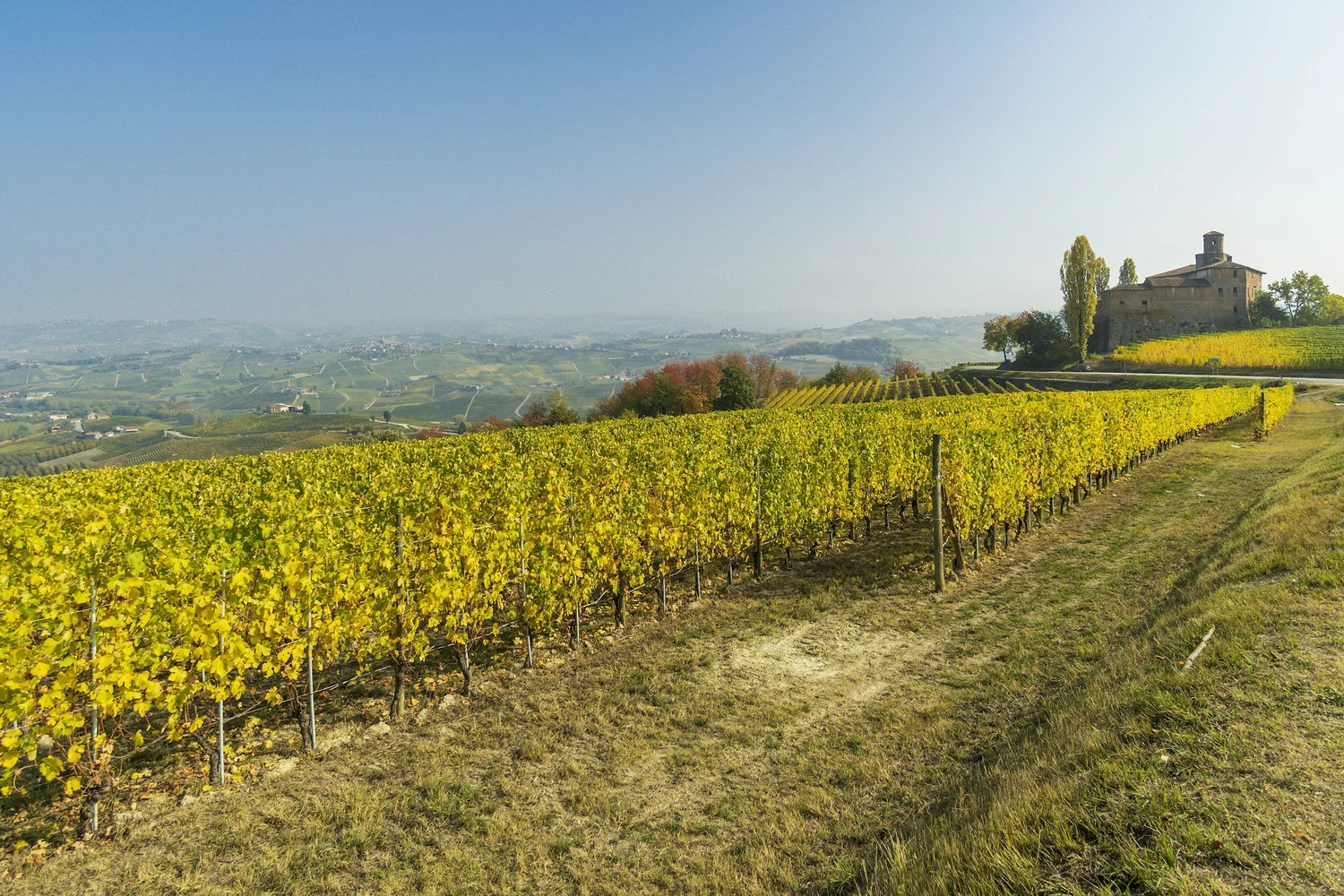 Wijngaarden in Piemonte in het najaar